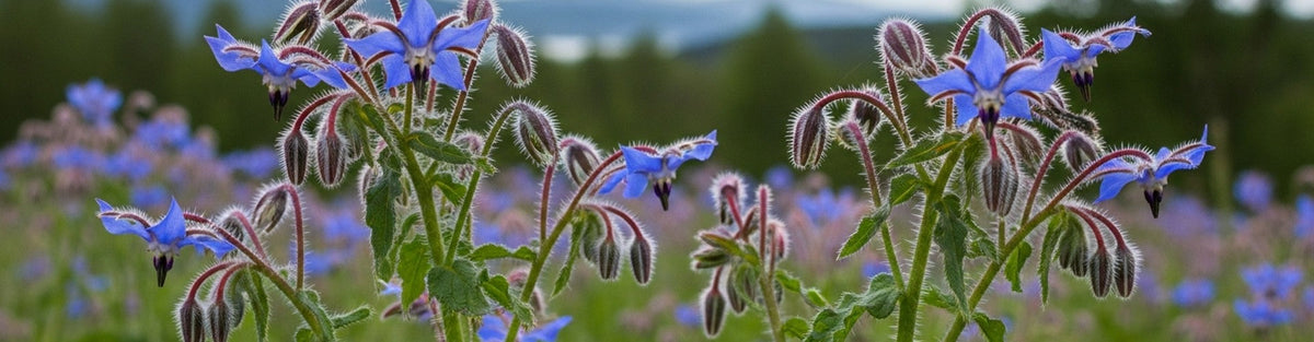6 Borage Oil Benefits for Skin That Actually Matter After 45