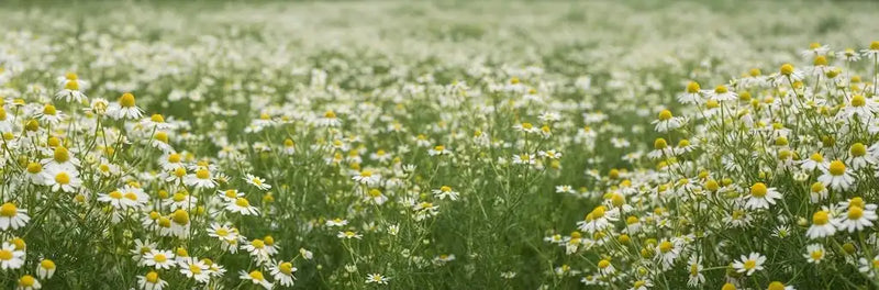 Chamomile for Skin: How It Calms Redness and Irritation