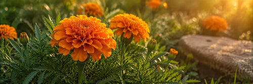 Huile de Souci pour la Peau : Comment le Calendula Apaise la Peau Réactive Après 35 Ans