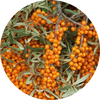 Sea Buckthorn