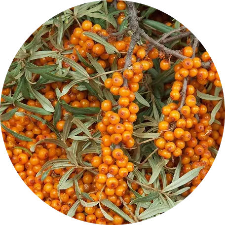 Arctic Sea Buckthorn berries