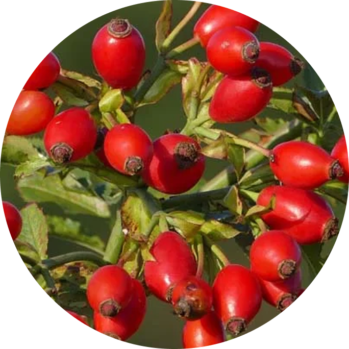 Escaramujo silvestre