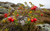 Arctic Rosehip